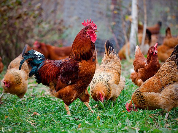 Породы куриц | ЗооТом - продажа, вязка и услуги для животных в Темникове