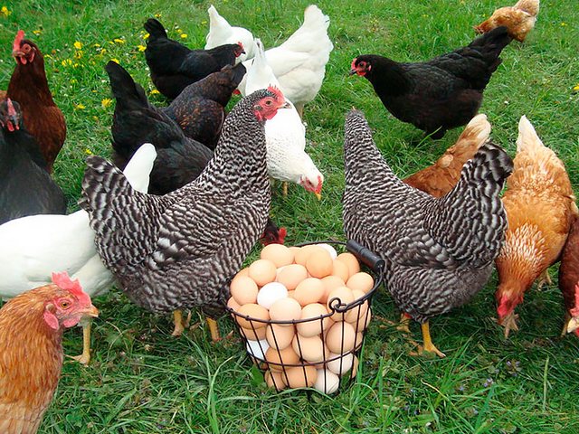 Содержание кур и уход за ними | ЗооТом - продажа, вязка и услуги для животных в Темникове
