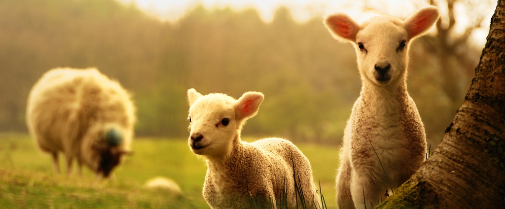 Объявления о сельскохозяйственных животных | ЗооТом - продажа, вязка и услуги для животных в Темникове