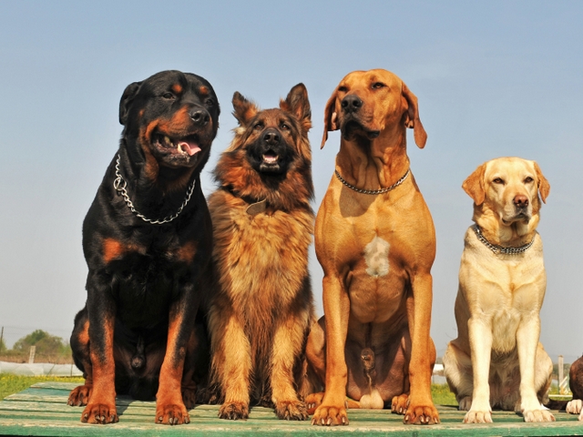 Крупные породы собак в Темникове | ЗооТом портал о животных