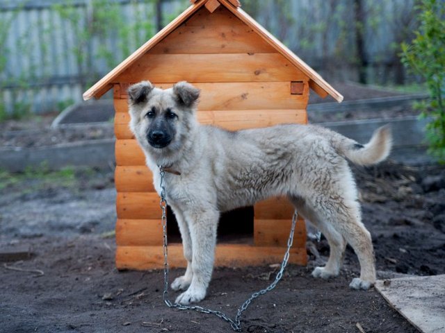 Все о собаках в Темникове Все о собаках в Темникове